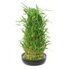 CGASPL 6 Layer Lucky Bamboo