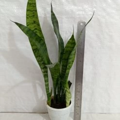 CGASPL Sansevieria Trifasciata Green Plant