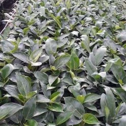 CGASPL CAPPL Philodendron Birkin Live Plant 7 CGASPL CAPPL Philodendron Birkin Live Plant