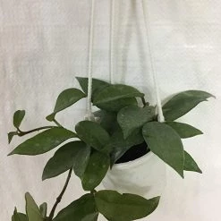 CGASPL CAPPL Hanging Green Hoya Plant Others