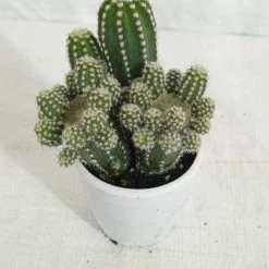 CGASPL Non Grafted Cactus Plant Pack Of 5 (Assorted Any 5) Cactus & Others 16 CGASPL Non Grafted Cactus Plant Pack Of 5 (Assorted Any 5) Cactus & Others