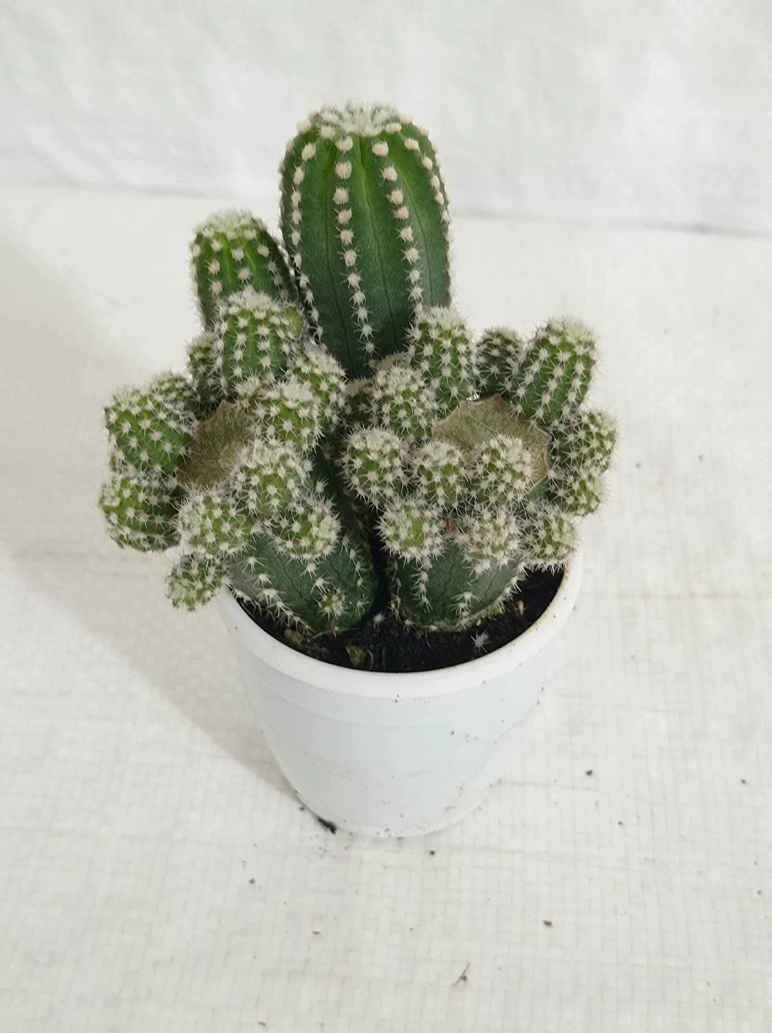 CGASPL Non Grafted Cactus Plant Pack Of 5 (Assorted Any 5) Cactus & Others 8 CGASPL Non Grafted Cactus Plant Pack Of 5 (Assorted Any 5) Cactus & Others