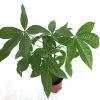 CGASPL CAPP Pachira Aquatica | Money Tree | Good Luck Tree 1 CGASPL CAPP Pachira Aquatica | Money Tree | Good Luck Tree