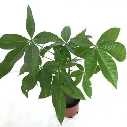 CGASPL CAPP Pachira Aquatica | Money Tree | Good Luck Tree
