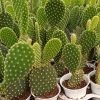 CGASPL Plants Yellow Bunny Ear Cactus (Opuntia Microdasys Pallida)