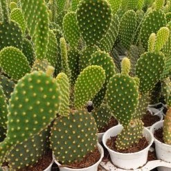 CGASPL Plants Yellow Bunny Ear Cactus (Opuntia Microdasys Pallida)