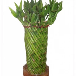 CGASPL Fengshui Wheel Arrangment Lucky Bamboo Lucky Bamboos
