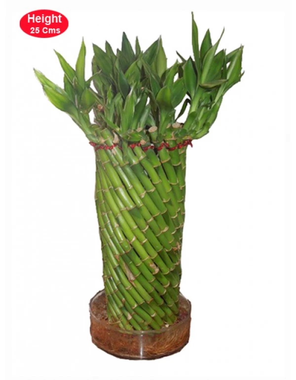 CGASPL Fengshui Wheel Arrangment Lucky Bamboo Lucky Bamboos 3 CGASPL Fengshui Wheel Arrangment Lucky Bamboo Lucky Bamboos