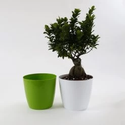 CGASPL 8.5 Inch Green Singapore Pot (220mm) Pot-Planters 13 CGASPL 8.5 Inch Green Singapore Pot (220mm) Pot-Planters