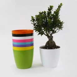 CGASPL 8.5 Inch Multi Singapore Pot (Pack Of 12) (220mm)