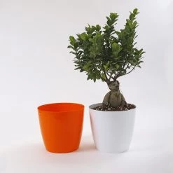 CGASPL 8.5 Inch Orange Singapore Pot (220mm) 13 CGASPL 8.5 Inch Orange Singapore Pot (220mm)