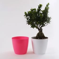 CGASPL 8.5 Inch Pink Singapore Pot (220mm)