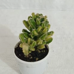 CGASPL Non Grafted Cactus Plant Pack Of 5 (Assorted Any 5) Cactus & Others 18 CGASPL Non Grafted Cactus Plant Pack Of 5 (Assorted Any 5) Cactus & Others