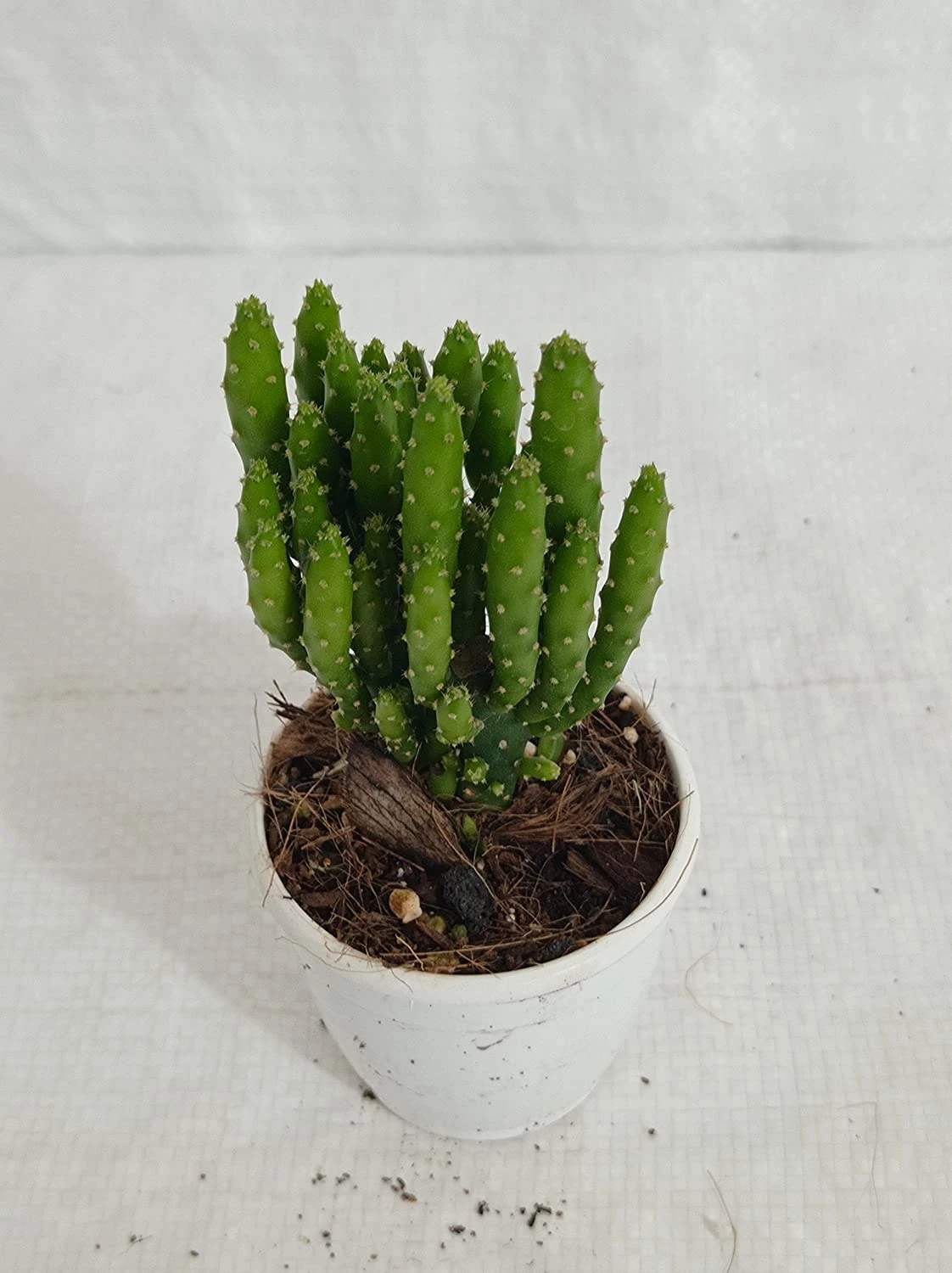 CGASPL Non Grafted Cactus Plant Pack Of 5 (Assorted Any 5) Cactus & Others 11 CGASPL Non Grafted Cactus Plant Pack Of 5 (Assorted Any 5) Cactus & Others