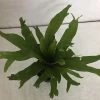 CGASPL CAPPL Bird's Nest Fern Plant (Asplenium Nidus) Indoor Plant With Pot Others