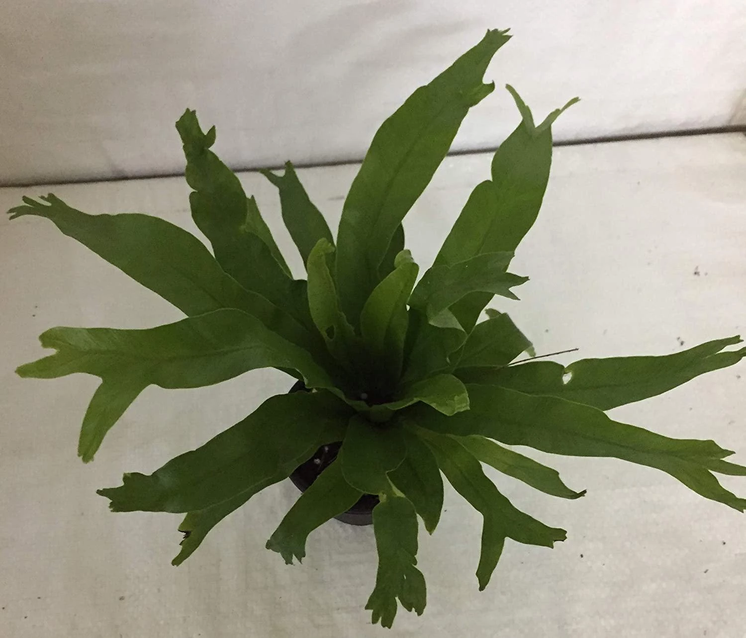 CGASPL CAPPL Bird's Nest Fern Plant (Asplenium Nidus) Indoor Plant With Pot Others 3 CGASPL CAPPL Bird's Nest Fern Plant (Asplenium Nidus) Indoor Plant With Pot Others
