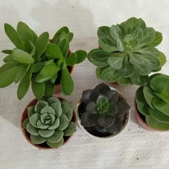 CGASPL CAPPL Exotic Succulents Plants, Qty: 5 Live Succulent (any 5 Small Succulent )