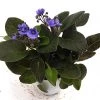 CGASPL CAPPL Nursery Air Purifying African Plant (Pot Included) With Fertilizer (Violet) Others