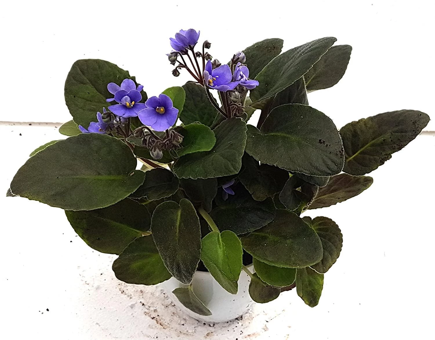 CGASPL CAPPL Nursery Air Purifying African Plant (Pot Included) With Fertilizer (Violet) Others 3 CGASPL CAPPL Nursery Air Purifying African Plant (Pot Included) With Fertilizer (Violet) Others