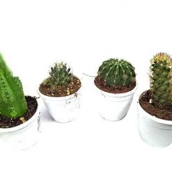 CGASPL Other Plant Packs CAPPL Live Cactus Plants Small Quantity-5 Plants 7 CGASPL Other Plant Packs CAPPL Live Cactus Plants Small Quantity-5 Plants