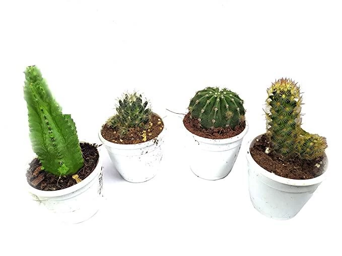 CGASPL Other Plant Packs CAPPL Live Cactus Plants Small Quantity-5 Plants 5 CGASPL Other Plant Packs CAPPL Live Cactus Plants Small Quantity-5 Plants