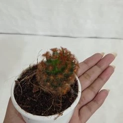 CGASPL Non Grafted Cactus Plant Pack Of 5 (Assorted Any 5) Cactus & Others 15 CGASPL Non Grafted Cactus Plant Pack Of 5 (Assorted Any 5) Cactus & Others