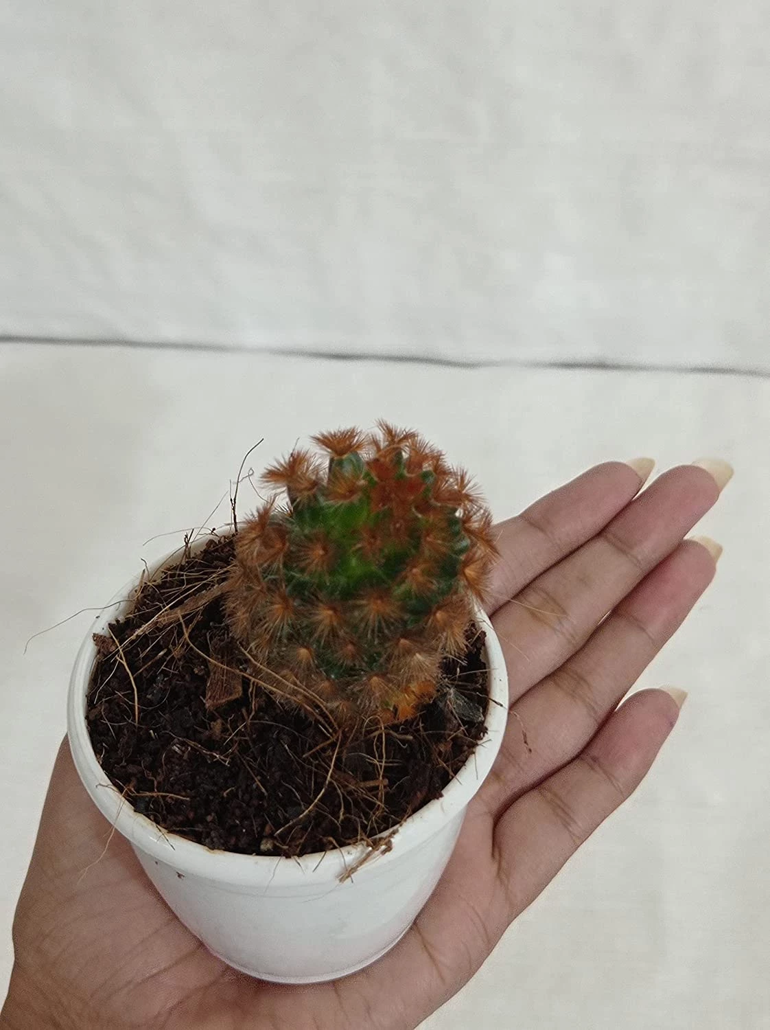 CGASPL Non Grafted Cactus Plant Pack Of 5 (Assorted Any 5) Cactus & Others 7 CGASPL Non Grafted Cactus Plant Pack Of 5 (Assorted Any 5) Cactus & Others