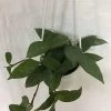 CGASPL CAPPL Hanging Green Hoya Plant Others 1 CGASPL CAPPL Hanging Green Hoya Plant Others