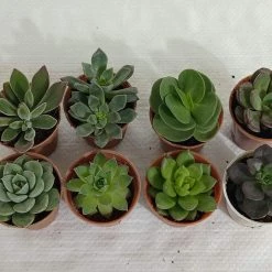 CGASPL CAPPL Exotic Succulents Plants, Qty: 5 Live Succulent (any 5 Small Succulent )