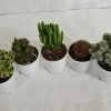 CGASPL Non Grafted Cactus Plant Pack Of 5 (Assorted Any 5) Cactus & Others