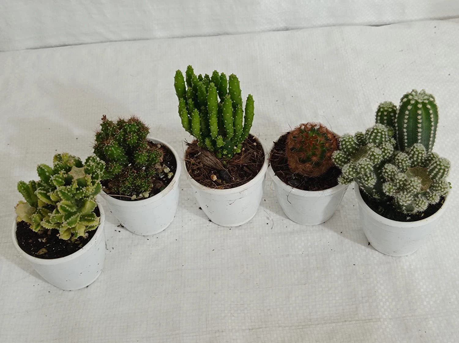 CGASPL Non Grafted Cactus Plant Pack Of 5 (Assorted Any 5) Cactus & Others 3 CGASPL Non Grafted Cactus Plant Pack Of 5 (Assorted Any 5) Cactus & Others