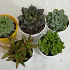 CGASPL CAPPL Exotic Succulents Plants, Qty: 5 Live Succulent (any 5 Small Succulent )