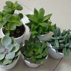 CGASPL CAPPL Exotic Succulents Plants, Echieveria And Others Qty: 5 Live Succulent (any 5 Succulent)