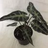 CGASPL CAPPL Alocasia Live Plant With Plastic Pot Others