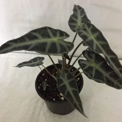 CGASPL CAPPL Alocasia Live Plant With Plastic Pot Others