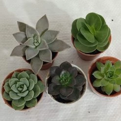 CGASPL CAPPL Exotic Succulents Plants, Qty: 5 Live Succulent (any 5 Small Succulent )