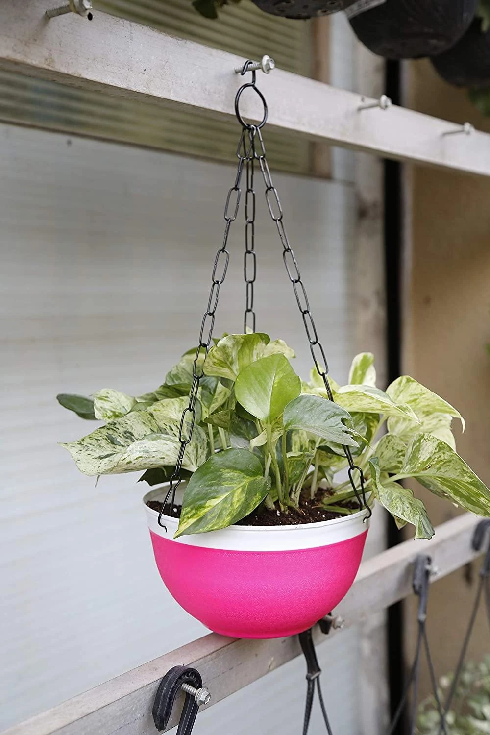 CGASPL 16 Cm Double Color Hanging Pot (Multi) Qty 3 Pots 6 CGASPL 16 Cm Double Color Hanging Pot (Multi) Qty 3 Pots