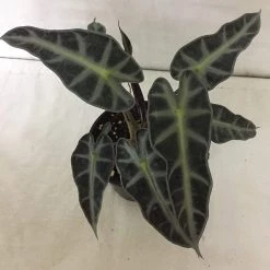 CGASPL CAPPL Alocasia Live Plant With Plastic Pot Others