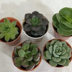 CGASPL CAPPL Exotic Succulents Plants, Qty: 5 Live Succulent (any 5 Small Succulent )