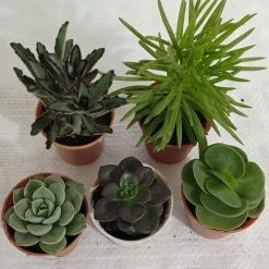 CGASPL CAPPL Exotic Succulents Plants, Qty: 5 Live Succulent (any 5 Small Succulent )
