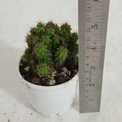 CGASPL Non Grafted Cactus Plant Pack Of 5 (Assorted Any 5) Cactus & Others 17 CGASPL Non Grafted Cactus Plant Pack Of 5 (Assorted Any 5) Cactus & Others