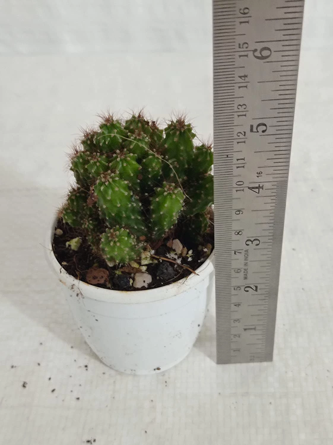 CGASPL Non Grafted Cactus Plant Pack Of 5 (Assorted Any 5) Cactus & Others 9 CGASPL Non Grafted Cactus Plant Pack Of 5 (Assorted Any 5) Cactus & Others