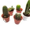 CGASPL Other Plant Packs CAPPL Live Cactus Plants Small Quantity-5 Plants