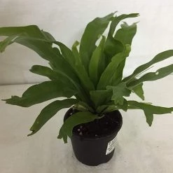 CGASPL CAPPL Bird's Nest Fern Plant (Asplenium Nidus) Indoor Plant With Pot Others 5 CGASPL CAPPL Bird's Nest Fern Plant (Asplenium Nidus) Indoor Plant With Pot Others
