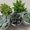 CGASPL CAPPL Exotic Succulents Plants, Echieveria And Others Qty: 5 Live Succulent (any 5 Succulent)