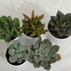 CGASPL CAPPL Exotic Succulents Plants, Qty: 5 Live Succulent (any 5 Small Succulent )