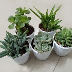 CGASPL CAPPL Exotic Succulents Plants, Echieveria And Others Qty: 5 Live Succulent (any 5 Succulent)