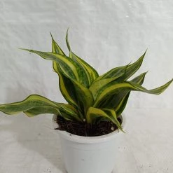 CGASPL Plants Sansevieria L Crooked Yellow Green Color Plant