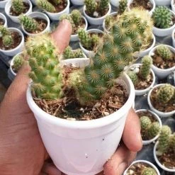 CGASPL Mammillaria Elongata Non-Grafted Cactus Plants