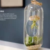 CGASPL LiveTrends Design Indoor/home Decor Exotic Cousteau Air Plant In Glass Vase Plants